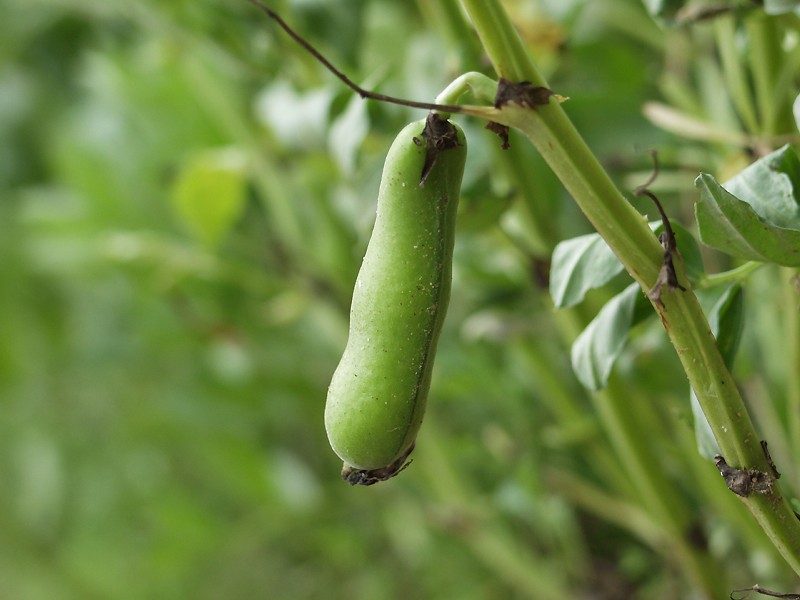 Файл:Broad bean.jpg