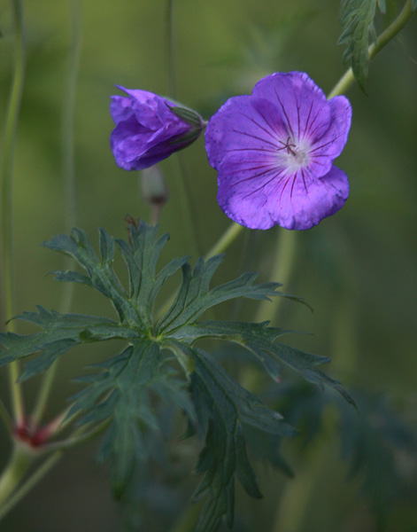 Файл:Geranium-'Nimbus' fl.jpg