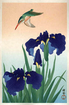 Файл:Kingfisher-iris.jpg