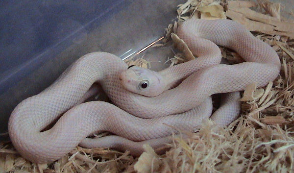 Файл:Leucistic Texas Rat Snake.jpg