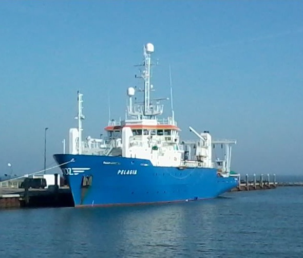 Файл:Pelagia op Texel.jpg