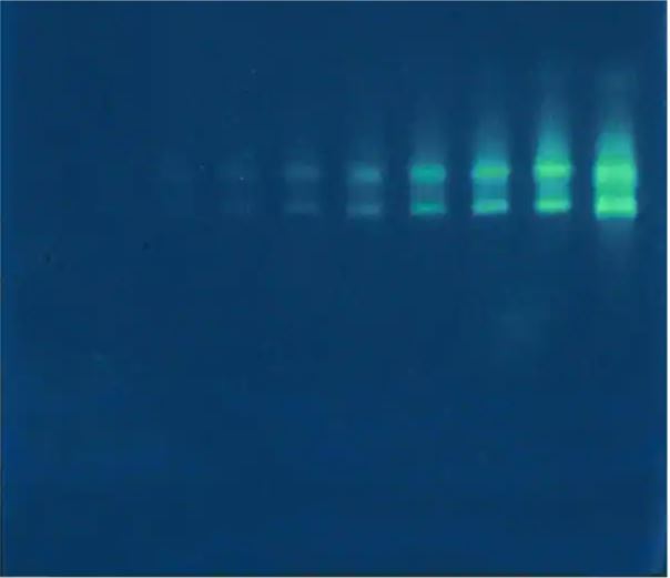 Файл:SYBR green 2.jpg
