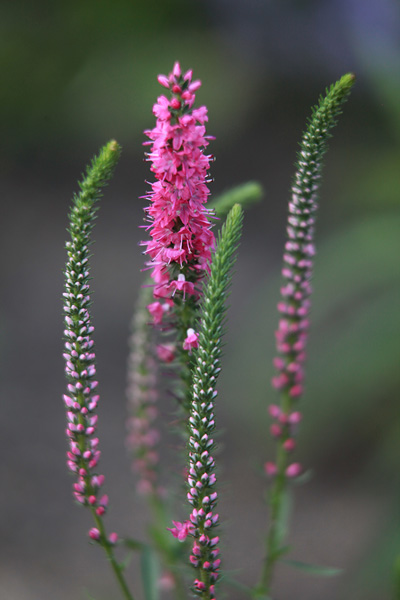 Файл:Veronica-spicata-'Red-Fox'.jpg
