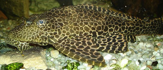 Файл:Glyptoperichthys gibbiceps by Ark.jpg