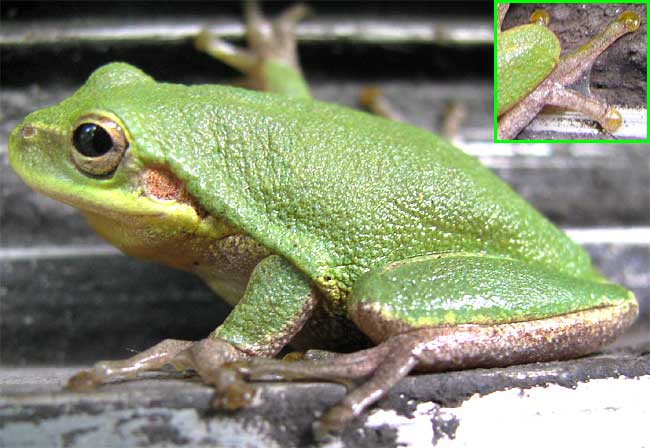 Файл:Hyla squirella2.jpg