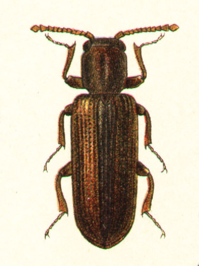 Файл:Lyctus suturalis.jpg