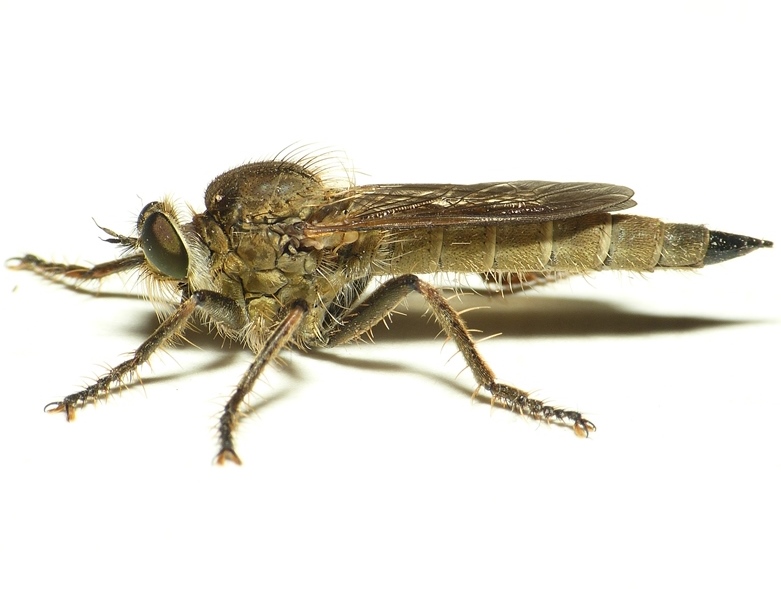 Файл:Machimus arthriticus.jpg