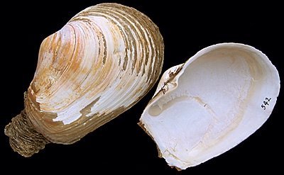 Файл:Mya truncata2-H.jpg