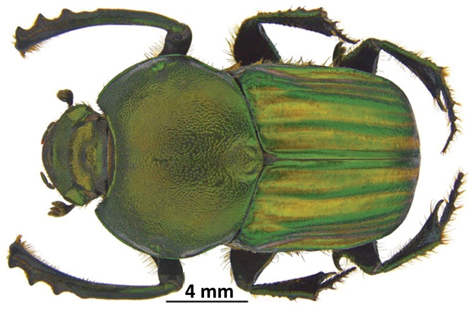 Файл:Onitis humerosus, male.jpg