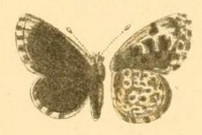 Файл:Praephilotes anthracias.jpg