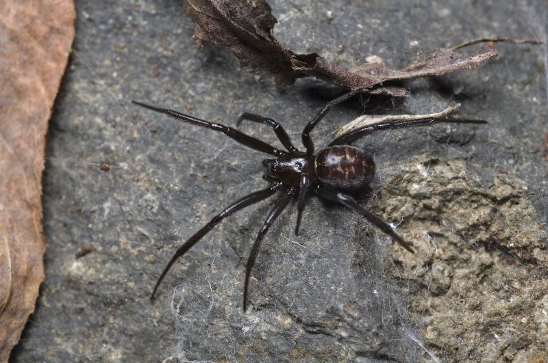 Файл:Steatoda capensis.jpg