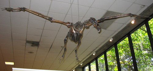 Файл:Teratornis fossil.jpg