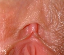 Файл:Clitoris Photo.jpg