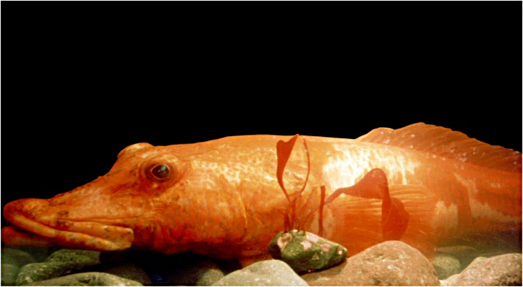 Файл:Parachaenichthys charcoti.jpg