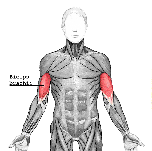 Файл:Biceps brachii.png