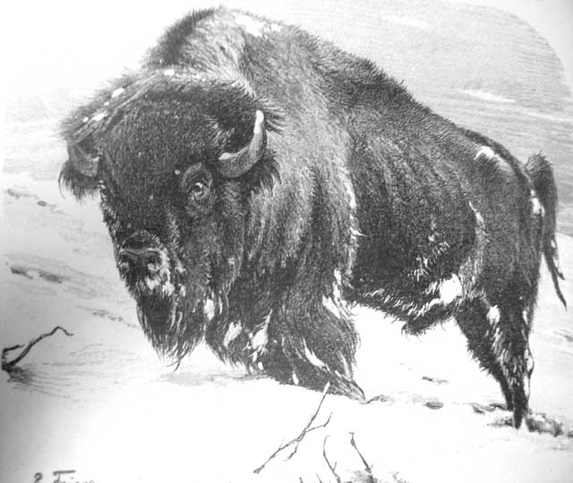 Файл:Bison Brockhaus.jpg