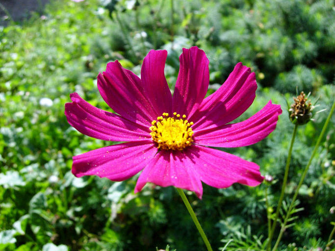 Файл:Cosmos bipinnatus-3.jpg