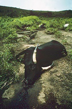 Файл:Cow killed by Lake Nyos gasses.jpg