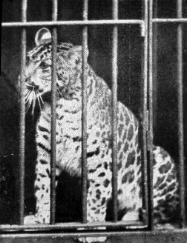 Фотография из энциклопедии The Living Animals of the World[1], 1901.