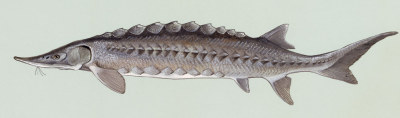 Файл:Sturgeon2.jpg