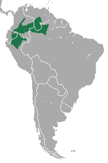 Файл:White-fronted Spider Monkey area.png