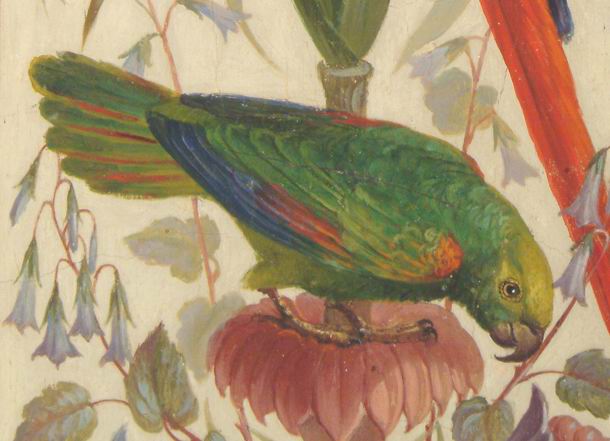 Файл:Yellow headed parrot 4.jpg