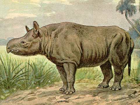 Файл:Aceratherium 1.jpg