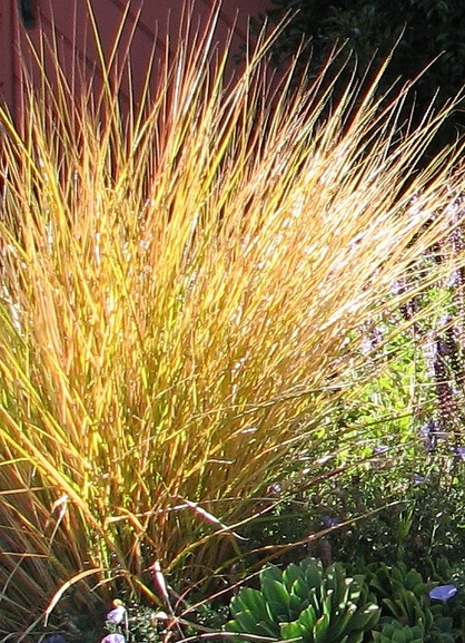 Файл:Anemanthele lessoniana.jpg