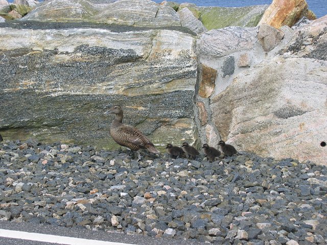 Файл:Berneray Causeway Eider.jpg