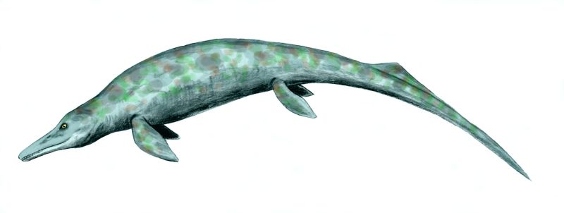 Файл:Cymbospondylus BW.jpg