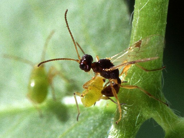 Файл:Parasitic wasp.jpg