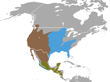 Файл:Spotted Skunk areas.png