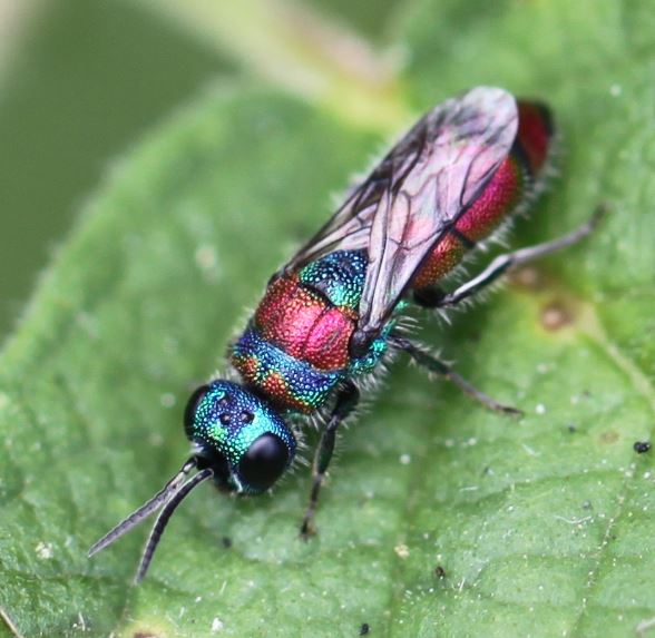 Файл:2018 06 26 Chrysis bicolor1.jpg