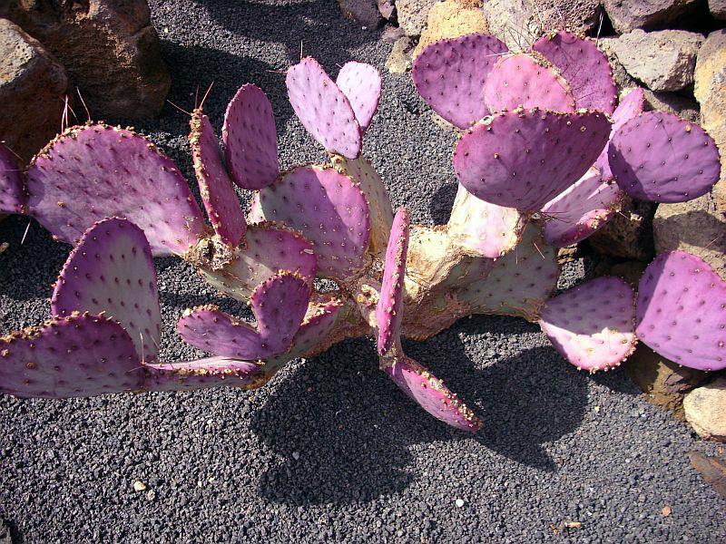 Файл:Opuntia macrocentra 2.jpg