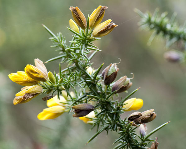 Файл:Ulex cantabricus.jpg