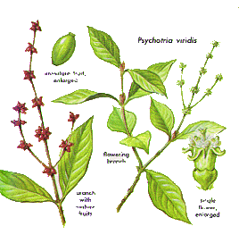 Файл:Psychotria viridis.gif