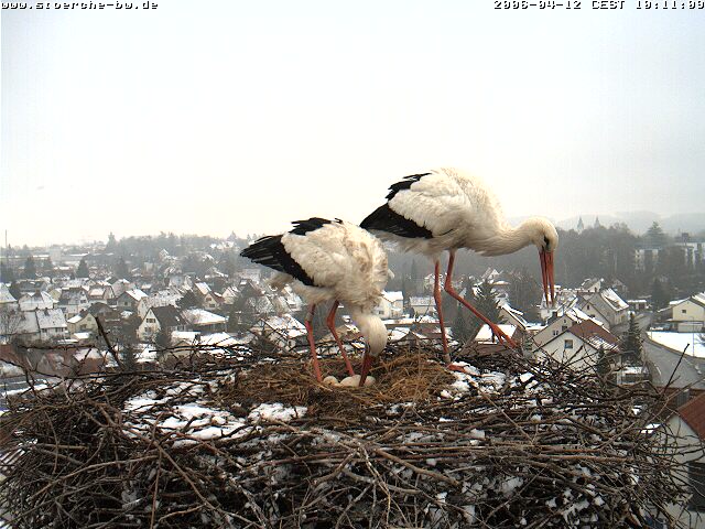 Файл:Webcam storch bad waldsee eier.jpg