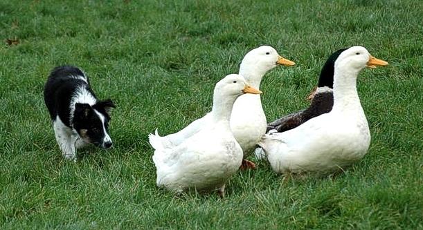 Файл:Border Collie (View Dan) 9 semaines sur canards.jpg