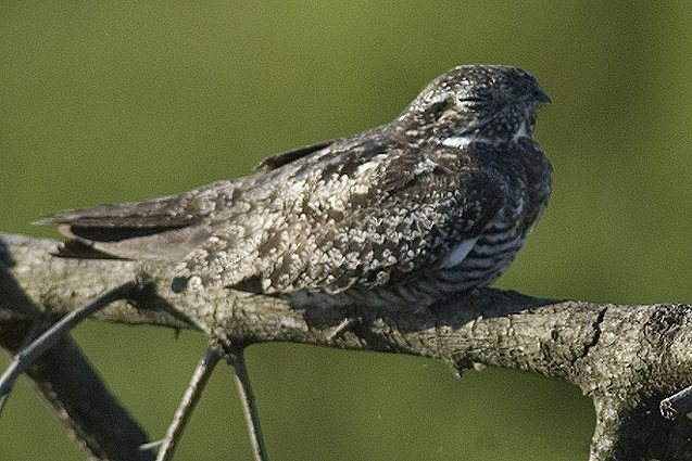 Файл:Common Nighthawk.jpg