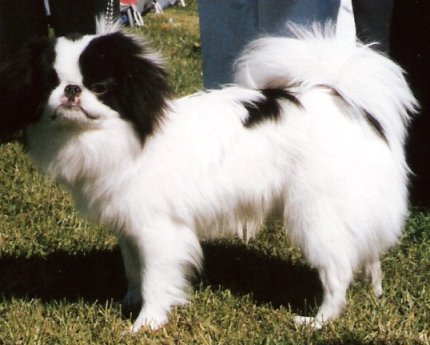 Файл:Japanese Chin aka Japanese Spaniel.jpg
