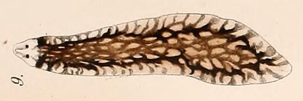 Файл:Sorocelis reticulosa.jpg