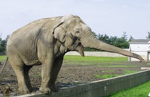 Файл:Indisk elefant.png