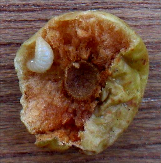 Файл:Larve Eikengalwesp (Cynips quercusfolii).jpg
