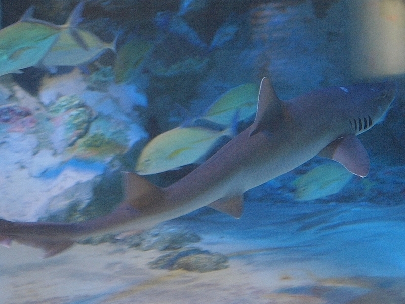 Файл:Mustelus griseus.jpg