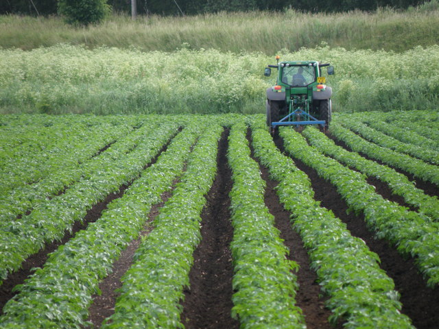 Файл:Ridging potato rows on Denton Fen - geograph.org.uk - 1360786.jpg