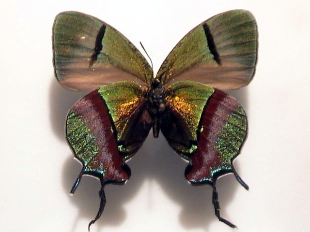 Файл:Thecla coronata4.jpg