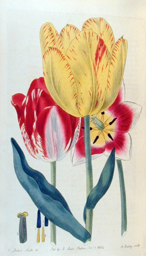Файл:Tulips drawing by Robert Sweet.jpg