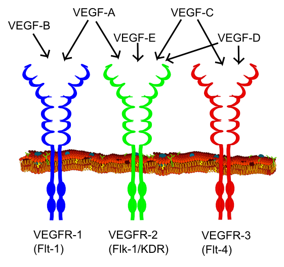 Файл:VEGF receptors.png