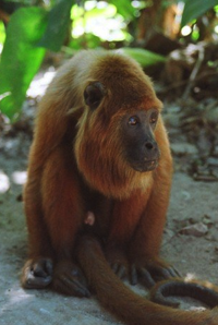 Файл:Howler Monkey at Parque Ambue Ari, Bolivia.png