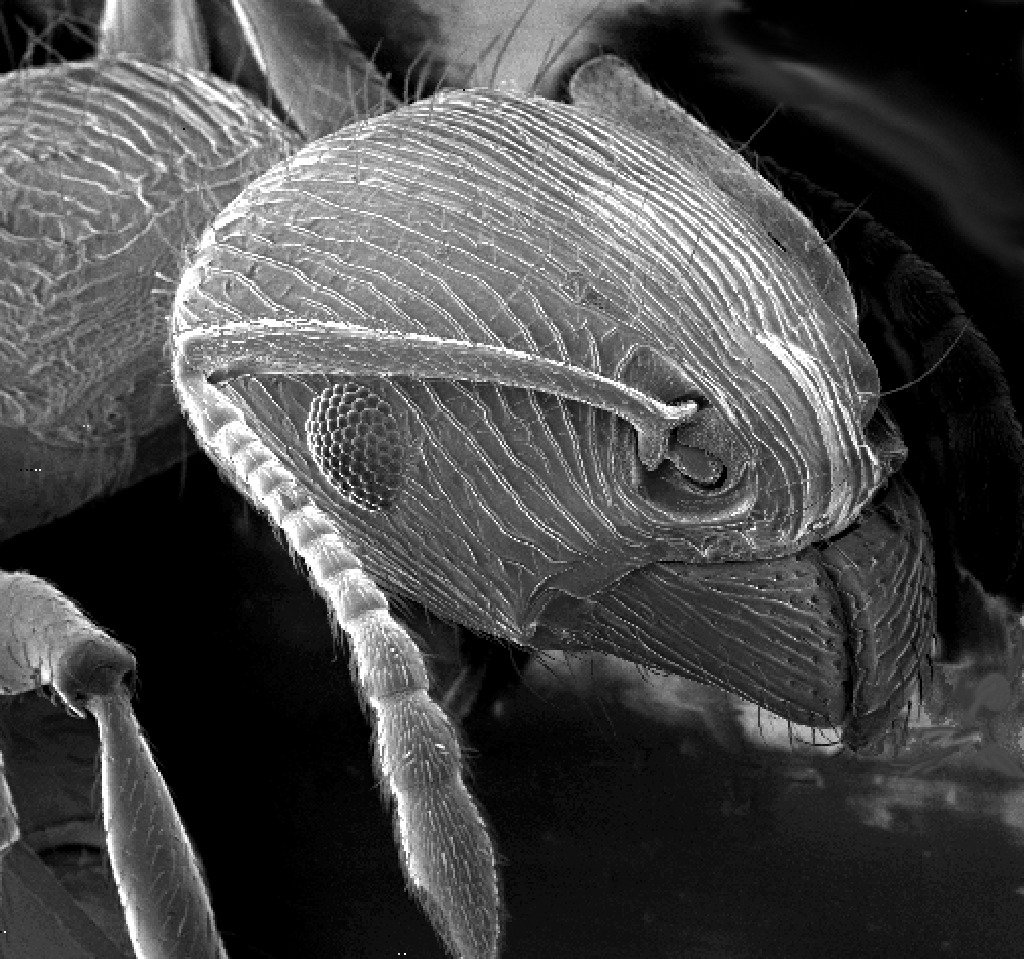 Файл:Ant SEM.jpg